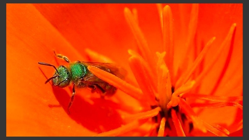 Las abejas están vivas y las enviaron a analizar.