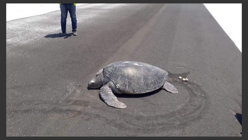 La tortuga puso los huevos en plena pista.