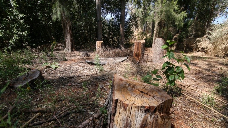 El monte sufre tala de árboles, quema de pastizales y se puede ver acumulación de basura. 