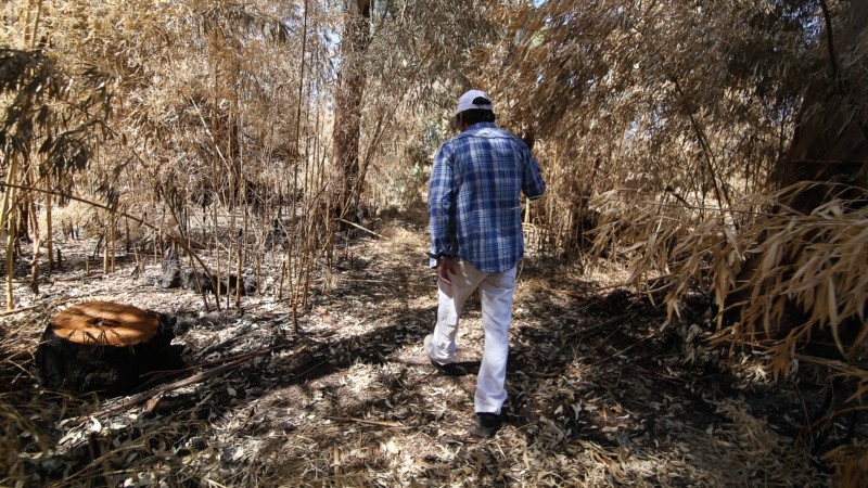 El monte sufre tala de árboles, quema de pastizales y se puede ver acumulación de basura. 