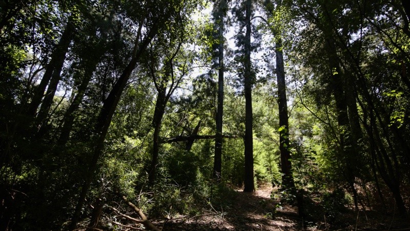 El monte sufre tala de árboles, quema de pastizales y se puede ver acumulación de basura. 