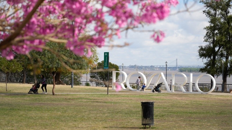 La temporada de Lapachos florecidos embellecen cada rincón de la ciudad.