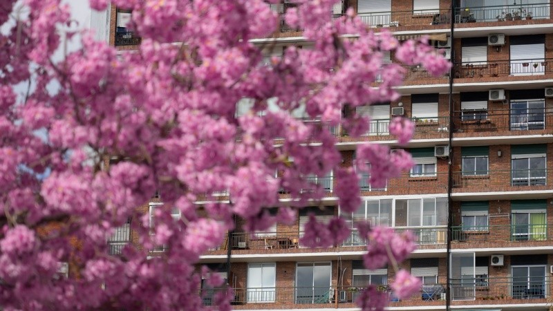 La temporada de Lapachos florecidos embellecen cada rincón de la ciudad.