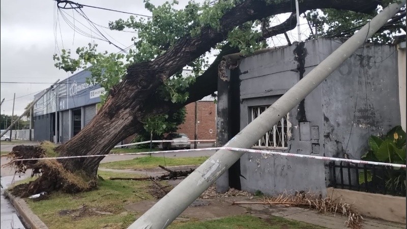 En avenida Uriburu y avenida Francia, se cayó un árbol sobre un local, tumbó dos columnas y arrastró cables.