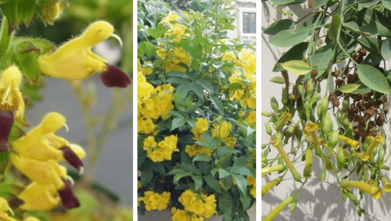 Los colibríes necesitan de flores para alimentarse